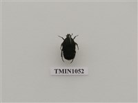 藏品(樺色虎花潛)的圖片